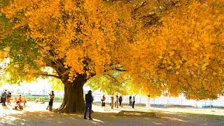 4K HDR - Ginkgo biloba tree autumn gold || Toyokawa - Aichi