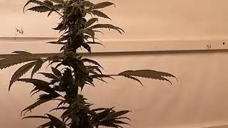 Monedita De Plata - NARANJA JELLY X LEMON HAZE PROJECT 45 DAYS AT 12 12