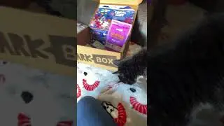 Dog and Cat try out the treats!  #barkbox