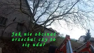 Jak nie obcinać orzecha. Z pomocą Case 745 XL