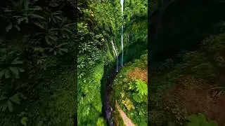 world most dangerous forest 🤯 #shorts #forest #animememes