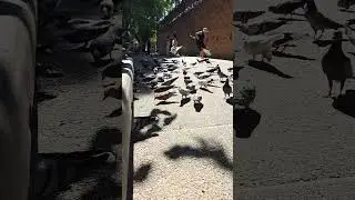 Peaceful Doves in Chiang Mai Old City 🕊️ | Calm Travel Moment | Thailand