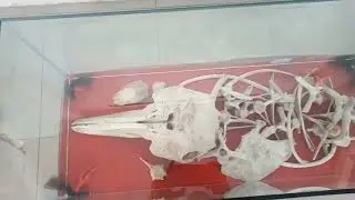 Review benda bersejarah di Gedung Balee Juang(Museum Kota Langsa) {Tameng dan Meriam Belanda}