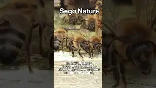 Bees can count and understand zero