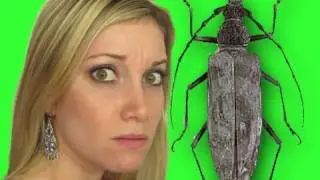 Приставание к моей девушке - Prankvsprank