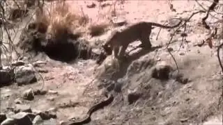 Как леопард решил отведать питона!