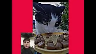 i love cat😍#respect