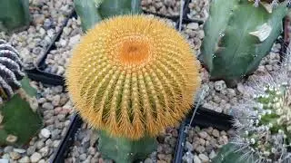 Кактусы Игоря и Елены Сытник. Discocactus, Uebelmannia, и другие