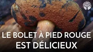 Le bolet &agrave; pied rouge, bleuissant est un r&eacute;gal bien cuit