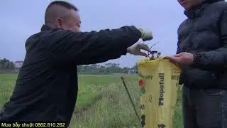 Checking the rat traps? A giant rat got caught.