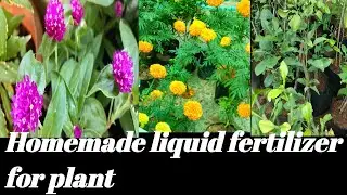 Homemade Fertilizer For Plant / Organic Liquid Fertilizer For plant In Tamil