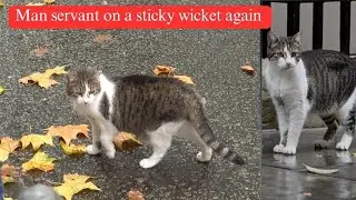 Larry, The Downing Street Cat - Man servant on a sticky wicket again!