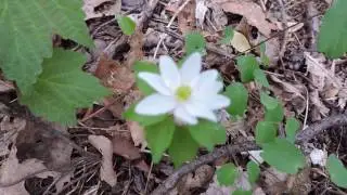 Capital Naturalist: Rue Anemone or Windflower