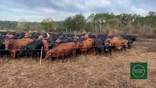 High fiber low protein stockpiled forage