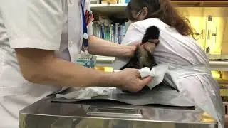 ③猫のココちゃんの治療、肛門腺絞り