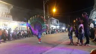 Baile de los curiquinguis en honor a Santa Narcisa de Jesús Martillo Morán 