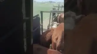 Забор крови у белоголовых коров!