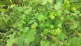 துத்தி கீரை அருமை தெரியுமா ? , இந்த ஒரு கீரை போதும் எந்த நோயும் வராது,இது ஒரு இயற்கை வரபிரசாதம்
