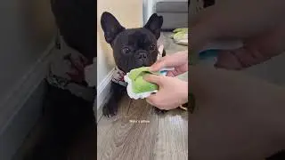 Delightful Bark Box Treats For Dogs