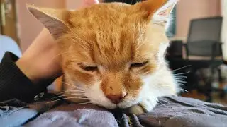 This Munchkin Cat is a Purring Machine