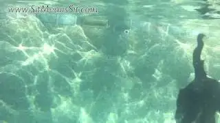 Another Cool Underwater Dog Video
