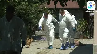 TV IALOMITA - Focar de pestă porcină la Făcăeni: peste 900 porci uciși