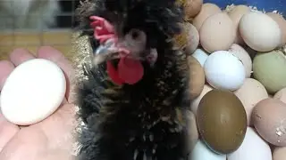Сегодня РЕКОРД!🥚🥳👍