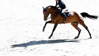 2021 August Internet Auction for Sport Horses & Ponies