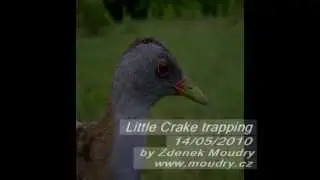 Little crake trapping