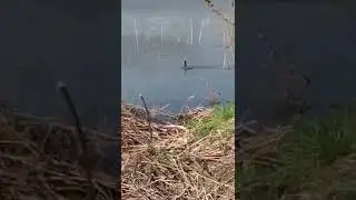 Coot runs on water