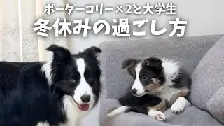 ボーダーコリー2匹と大学生の冬休みの過ごし方❄️