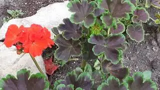 Pelargonium Geranium Black Velvet
