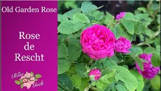 🌹 Rose de Rescht | Old Garden Rose (OGR) | Hybridizer Unknown