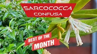 Cudownie pachnąca zimą Sarcococca Confusa #sarcococca #confusa #zima