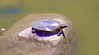 Even More Turtle Tours, 2026 (4) by Gord Harrison from London, Ontario, Canada