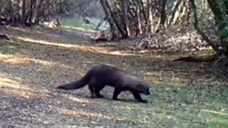 Southern Sierra Nevada Fisher