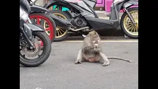 UBUD MONKEY FOREST in 1 minute - Indonesia - Rienengeertopreis