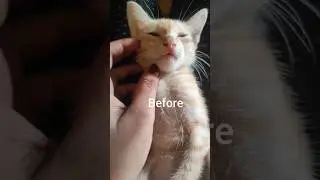 😺my cat before after🐾😗#cat #cattys #catlover #trending #viral #catt #youtube  #short #cattys#funny
