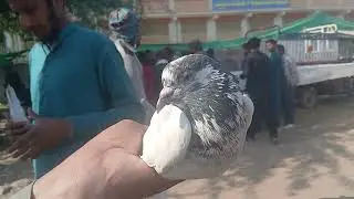 Kalar Saydan Birds Market 17th November 2025