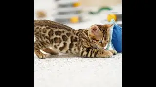 Ashmiyah Bengal Cats - Ashmiyah Wild Styles x Praslin Loki - Bengal Kitten - Blue Boy