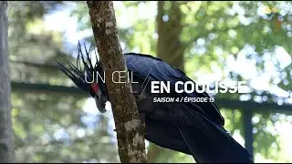 Nouveau bec pour un microglosse - Ep 15