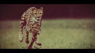 Leopard DaVinci - Anticyclone (Music Video)