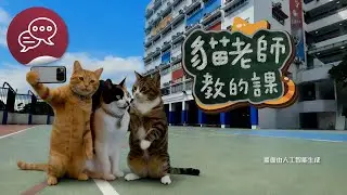 #尾巴會說話 ｜ 三隻流浪貓被救 仲做埋駐校貓老師