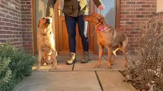Loose Lead Walking: The Mistake Most Dog Owners Make Before the Walk Even Starts ⭐️