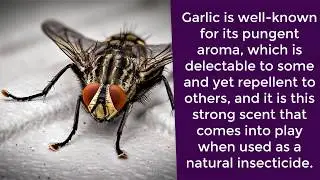 Pest control - how to do a general pest control treatment - diy pest control | domyown.com