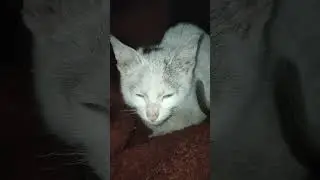 Pikachu moment✌#youtube #cat #baby cat