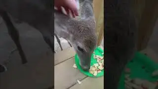 My sweet pet deer doe eating apples for lunch