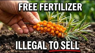 More Vitamin C Than Oranges. Free Fertilizer Forever. Why Is It Illegal To Sell?