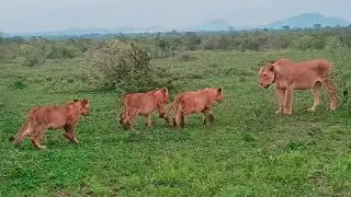 Lion Cubs Have Adorable Reunion with Mom and Dad