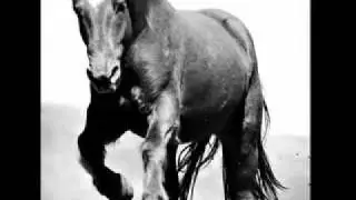 Montana Horses Round-Up and Horse Drive Photography Workshops